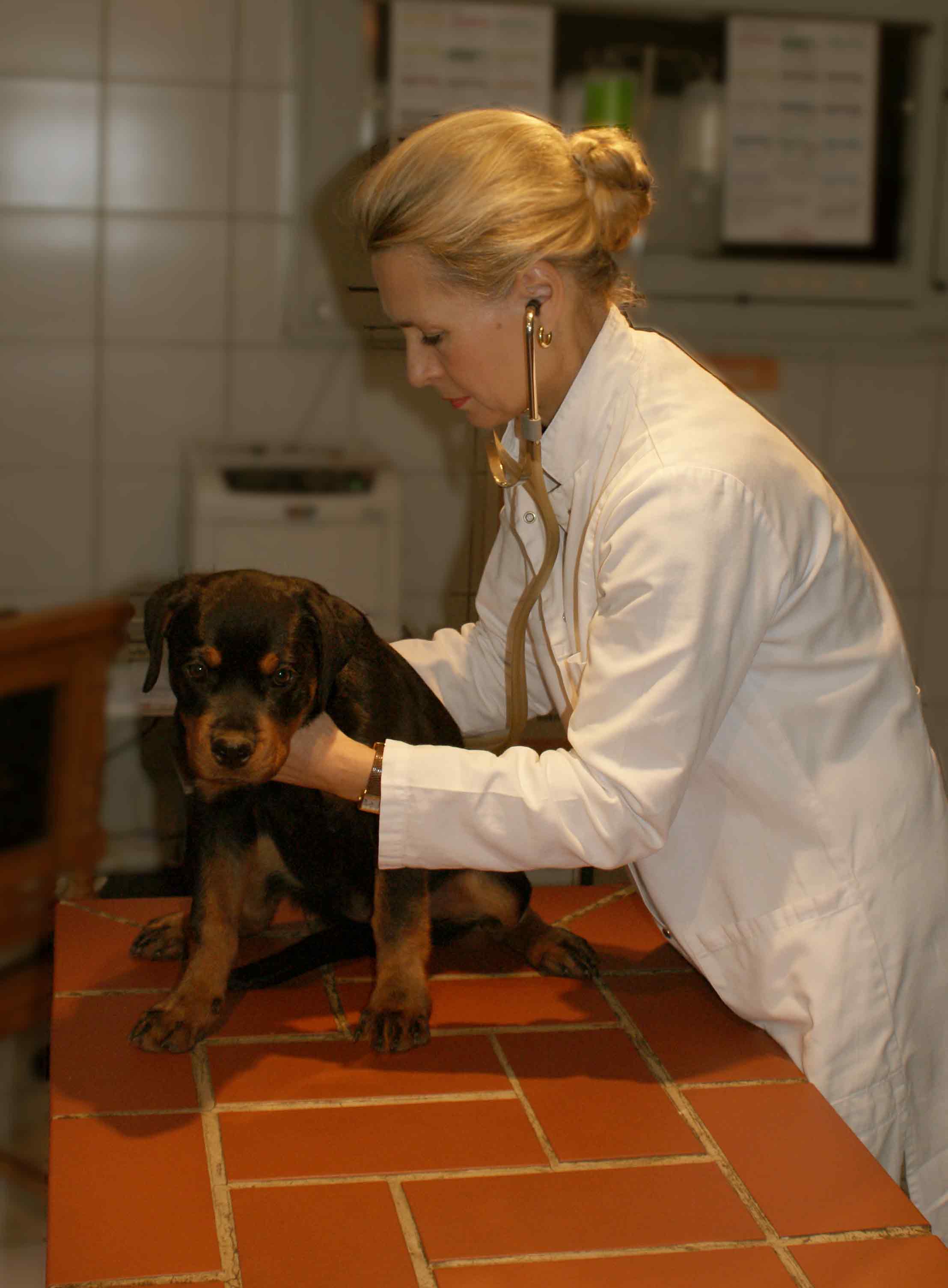Bild zeigt Dr. Ariane Erdmann bei der Behandlung eines Hundes